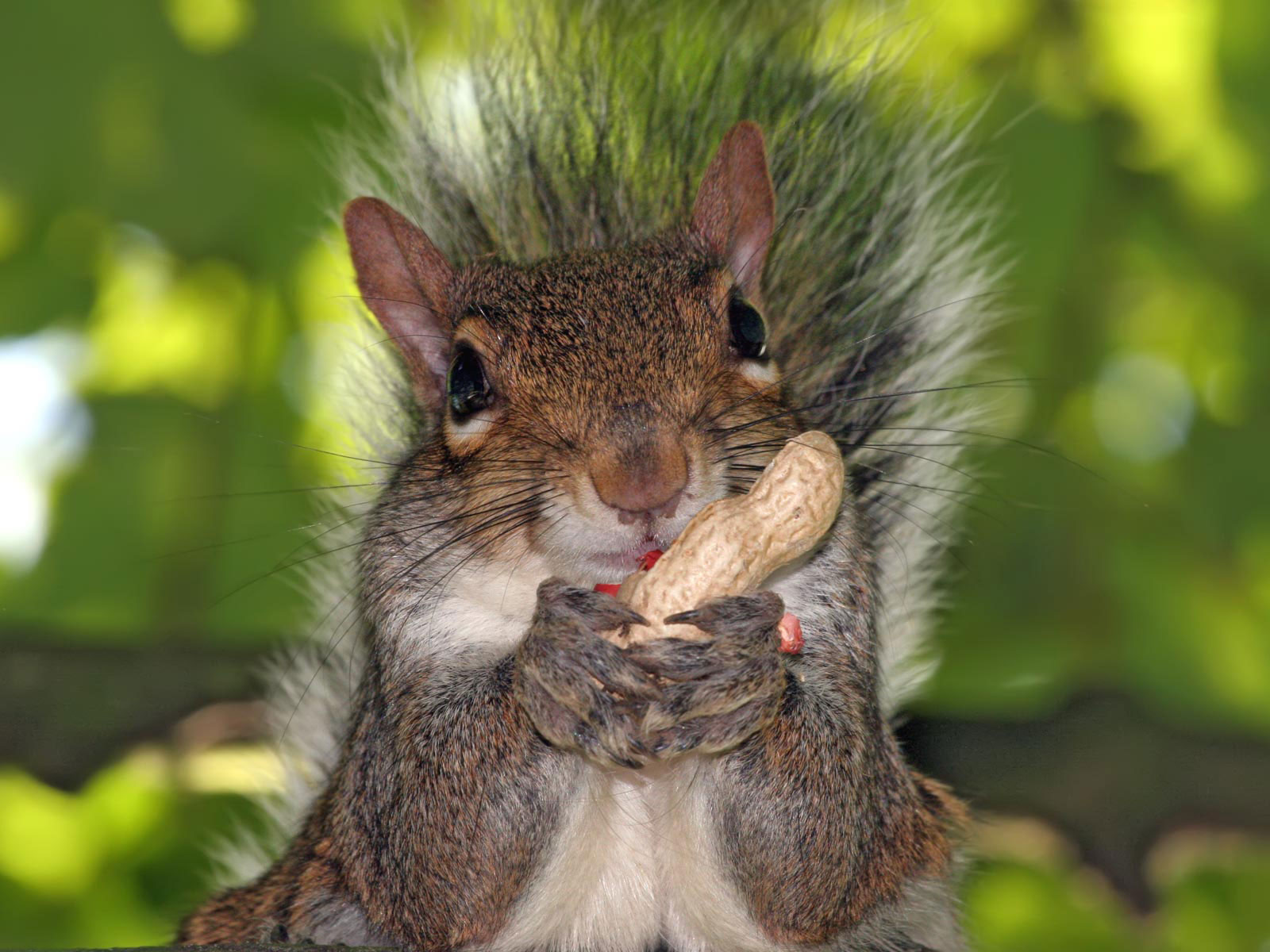 squirrel pet eat